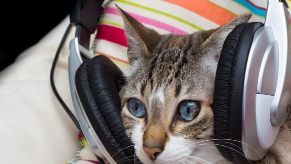 Музикални открития: защо учените компонират музика специално за котки