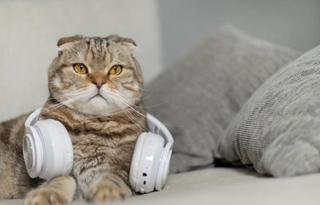 котка и слушалки