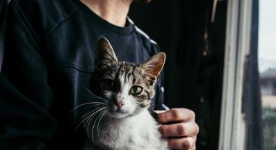 домашна котка