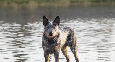 куче лептоспироза