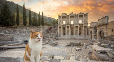 котка навън