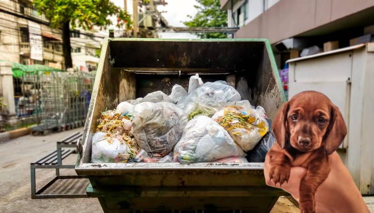 кученце - ШОКИРАЩО: Жена брутално изхвърли две очарователни кученца в контейнера за боклук! (ВИДЕО+СНИМКА)