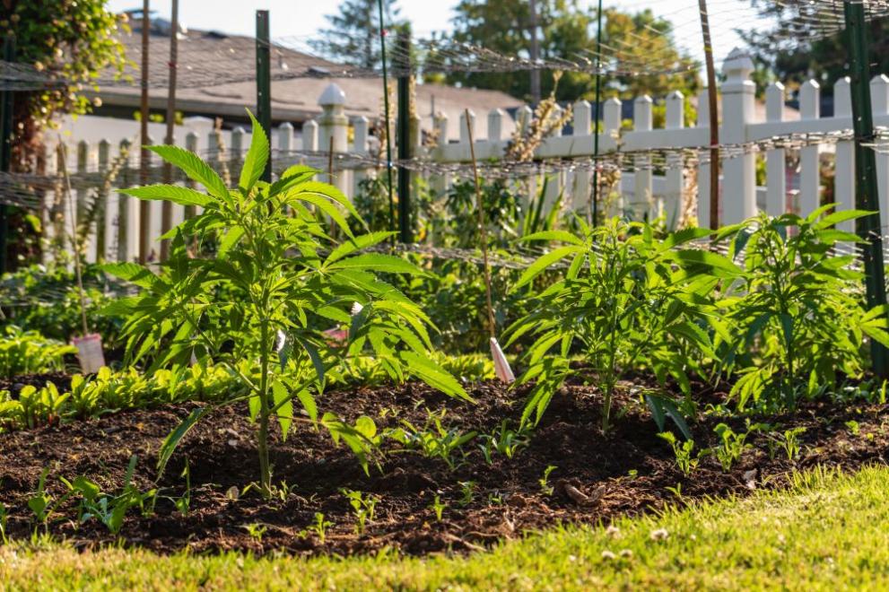 Полицейски служители от Петрич откриха двор с марихуана в село