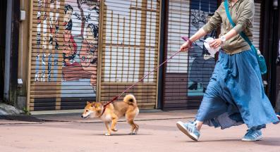 куче изпражнения