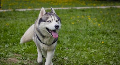 куче изпражнения