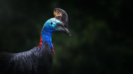 птица в Австралия