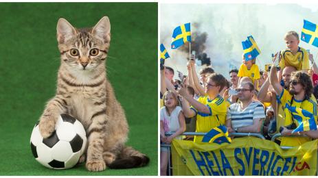 Котка мач Швеция