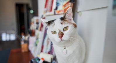 домашна котка