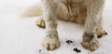 7 основни съвета за почистване и грижа за лапите на кучето ви