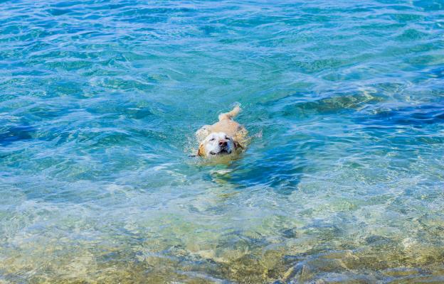 куче плува