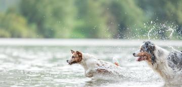 Всички кучета ли обичат да плуват?