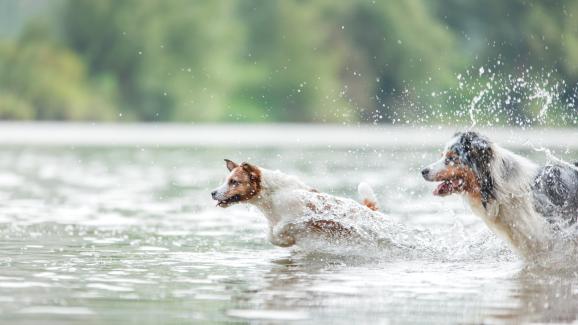 Всички кучета ли обичат да плуват?