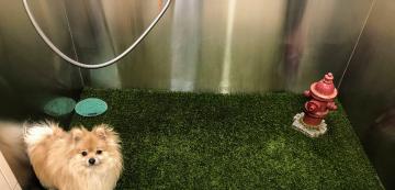 Защо кучето ми отказва да отиде до тоалетна на изкуствена трева?
