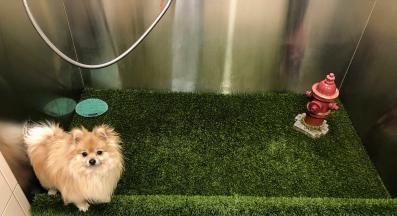 куче изкуствена трева