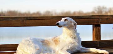 10 от най-елегантните и изящни породи кучета, които имат вродена грация