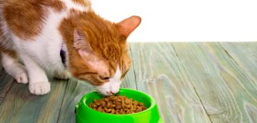 Да готвим ли на котките си или да разчитаме на котешка храна?