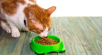 котешка храна