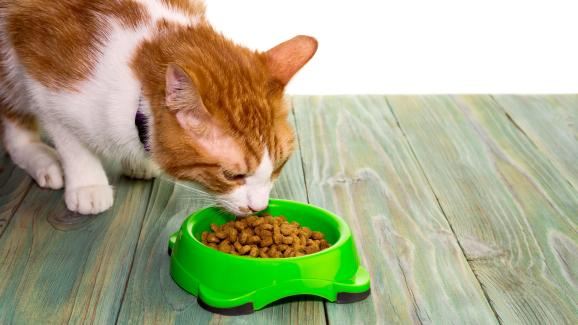 Да готвим ли на котките си или да разчитаме на котешка храна?