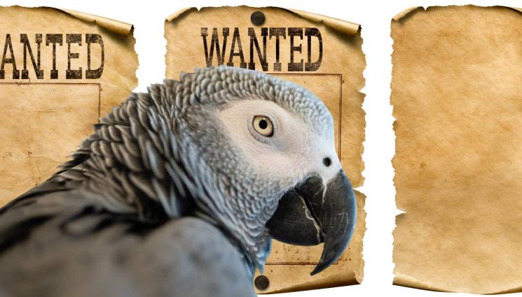 жако - КЪДЕ Е СЪНИ? Танцуващо кралско жако изчезна безследно