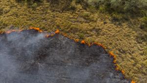 Пожарите във влажните зони на Пантанал в Бразилия са нараснали