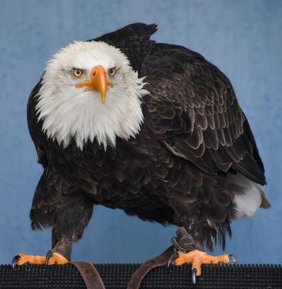 белоглав орел