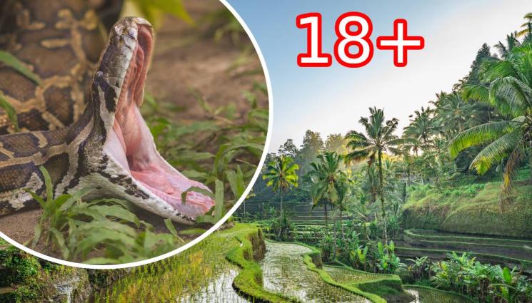 змия - УЖАСЕН КРАЙ: Жена е открита мъртва в корема на 5-метров питон (ВИДЕО 18+)