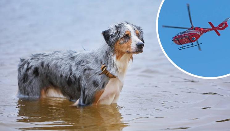 куче - КОСМАТ ГЕРОЙ: Куче спаси живота на стопанина си по уникален начин (СНИМКИ)