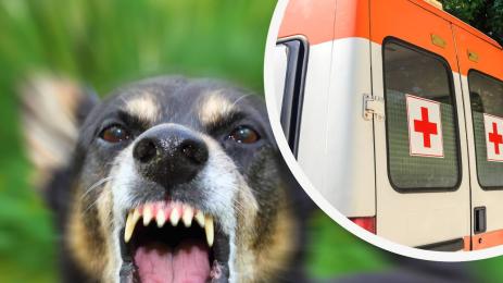 куче линейка