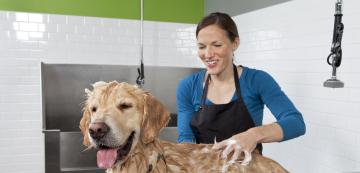 Колко често трябва да се къпе кучето?