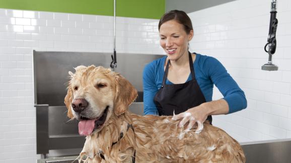 Колко често трябва да се къпе кучето?