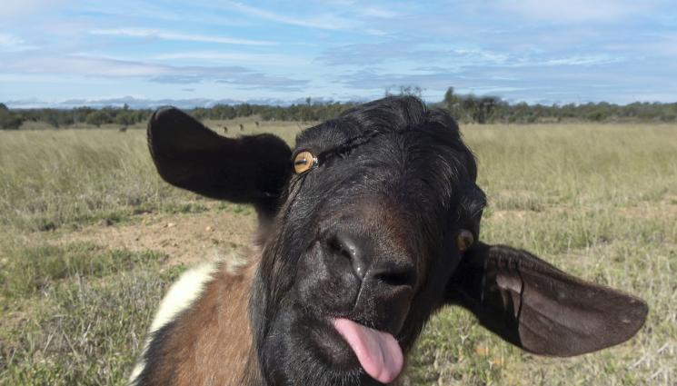 коза - ИЗВРАТЕНО: Сексманиак опъна коза в болница! (СНИМКА)