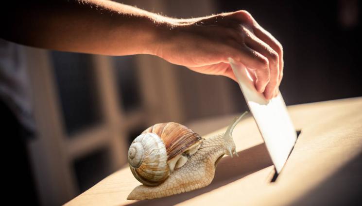 охлюв - ПРИРОДАТА СРЕЩУ ВОТА: Охлюви за малко не съсипаха изборите!