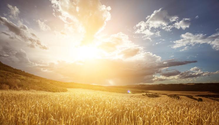 нива жега - Държавата вдигна тройно обезщетенията за ниви