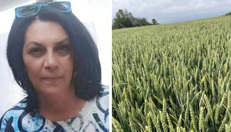 Наталия Петровска - Агро Телеграф: Кнежа чака 700 кг, Добруджа 520 кг/дка