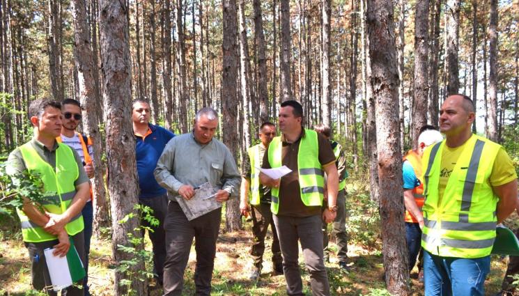 мзх - Агро Телеграф: Съхнат 212 хил. дка борови гори