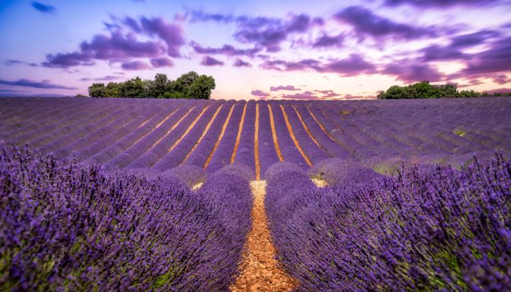 лавандула - Агро Телеграф: Спука се балонът с лавандулата