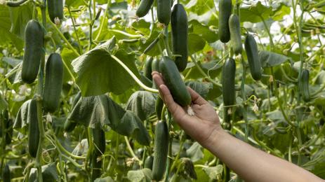 краставици