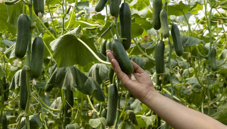 краставици - Агро Телеграф: Спрете подхранването, когато краставиците пуснат цветове
