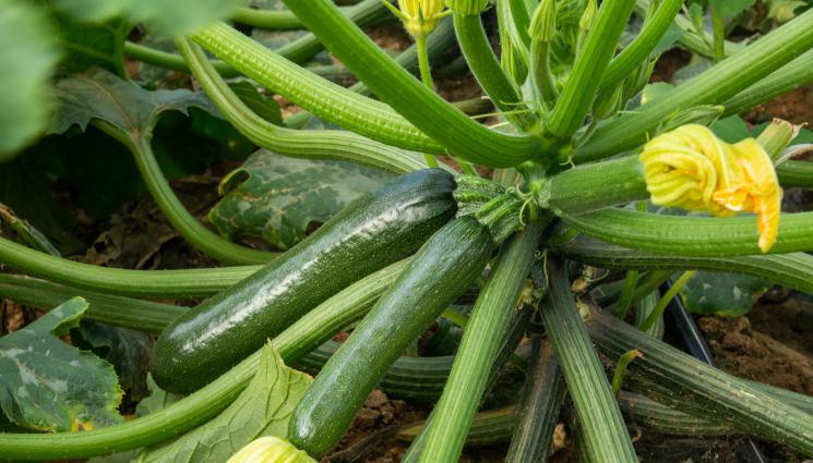 тиквички - Агро Телеграф: Подрязвайте редовно тиквичките