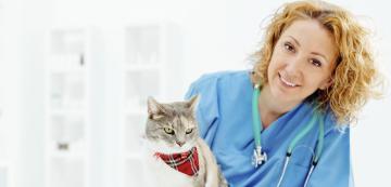 Кога стопаните на котки трябва да се обърнат към ветеринарен лекар?