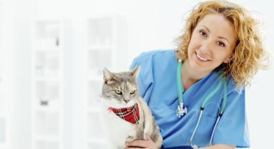 котка при ветеринар