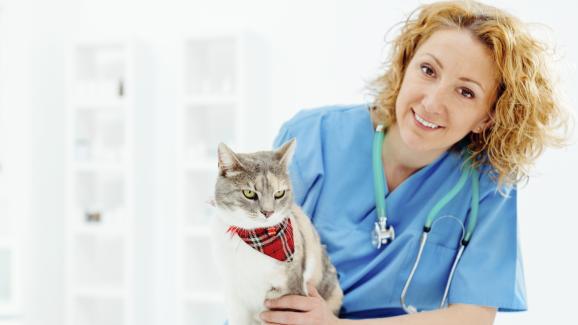 Кога стопаните на котки трябва да се обърнат към ветеринарен лекар?