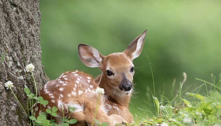 еленче бебе елен - Еленче се роди на метри от варненския плаж (СНИМКА)