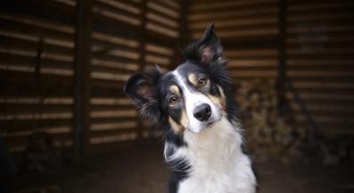 куче език на тялото