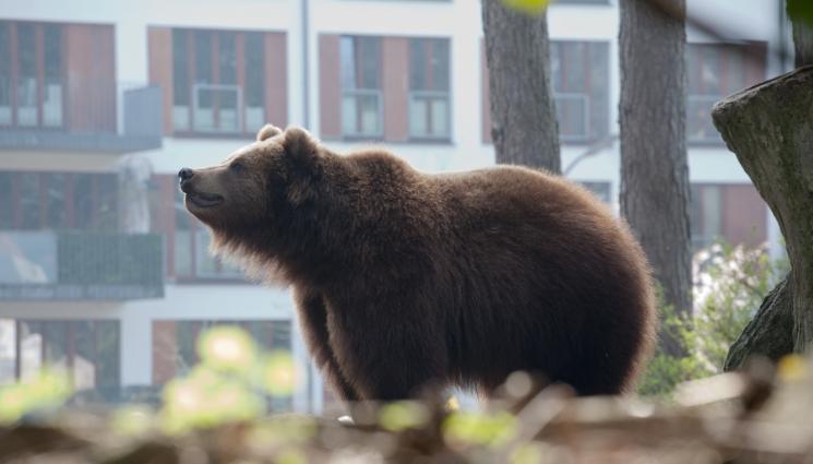 мечка - ПИЯНДЕ: Мечка задигна чанта с бира! (ВИДЕО)