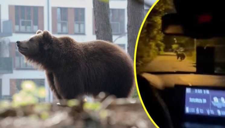 мечка - ШОКИРАЩО: Мечка се разхожда по улиците на нощна София (ВИДЕО)