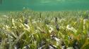 Учени откриха 1400-годишна морска трева в Балтийско море