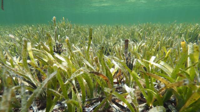 Учени откриха 1400-годишна морска трева в Балтийско море