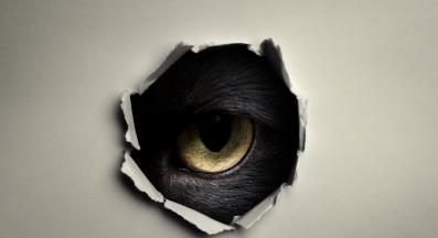 котка се крие