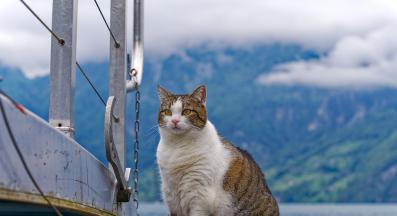 котка на пристанище